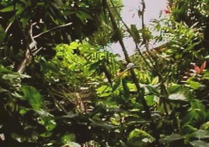 Gay Island Scene-2_two Muscular Gay Men Fucking Hard in the Jungle
