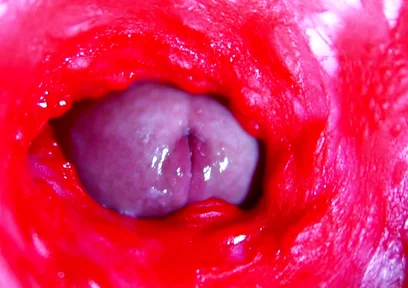 Extreme close-up ASMR head inside wet pussy