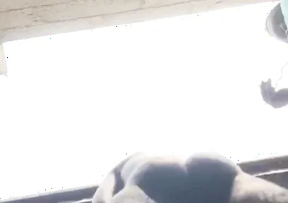 Doggy Bareback Below View