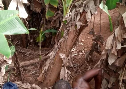 The Valentine Have Leash One Plantain Most Dick Hole