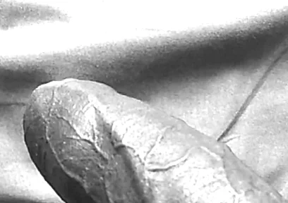 This Morning. Little King Wanted Some Love.