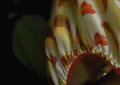 Satin taco thong bulge play jerk & cum