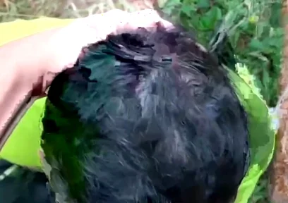 Two Males of Large Piroca Making Blows in the Forest.