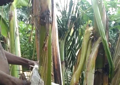 Man All Alone in the Forest and Make the Plantain Tree Is Wife and Fuck on It