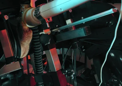 Rubber Discipline Revenge