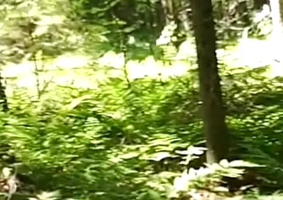 Chubbby Adventurer Forest Trips Over the Years