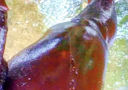 A Huge Dick Ready for Your Ass and Pussy