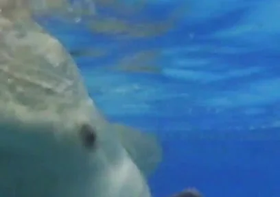 Indoor Public Pool Solo Uncut Nude Fit Man Swimming