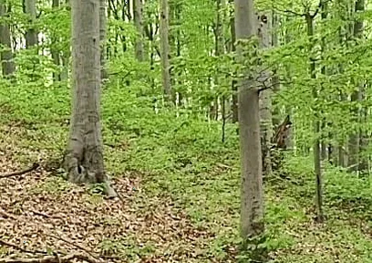 I Chase Him Through the Leaves