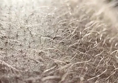 Ginger Fur