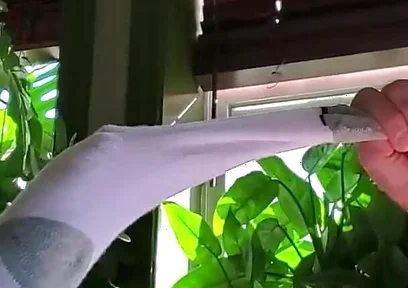 Bear Jerks off in White Sox with Some Help From BBC
