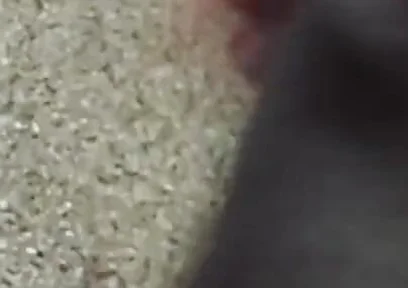 Lungi Hariy Cock Cum Licking Show