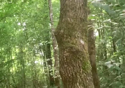 Once Again in the Forest