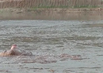 Exploring the Deep and Creamy Mud Pond