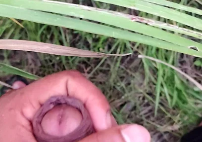 Masturbating in the Sugarcane Field