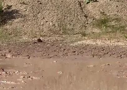 A Great Mud Adventure