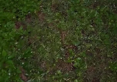 Almost Caught in a Park