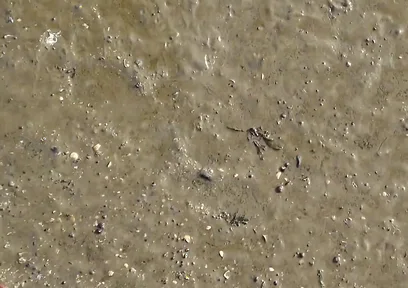 Short Test in the Mudflats on the Beach of Horumersiel