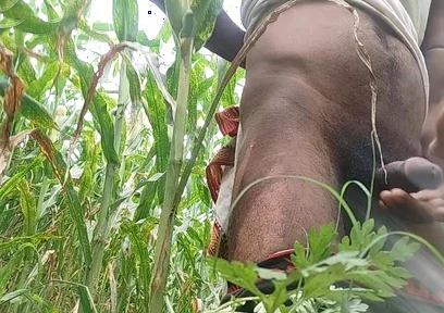 Big Black Hawking in the Cornfield