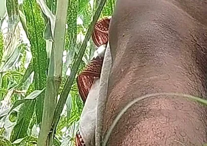 Big Black Hawking in the Cornfield