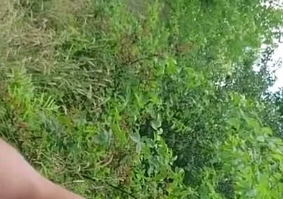 Release in the Park