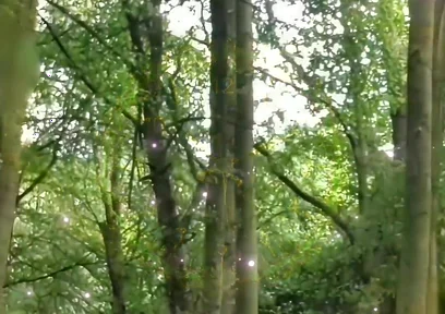 Fully Naked Walk in a Forest