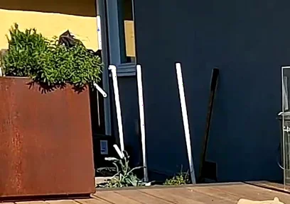 Boy Surprises Stepdaddy Strips and Sucks Him Outdoors