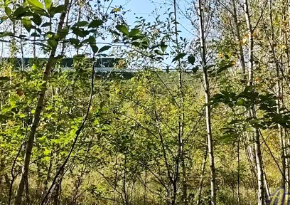 Jerking off in the Woods Near the Highway. I Almost Got Caught!