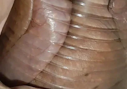Daddy Extreme Pressure on the Caged, Wounded Cock.