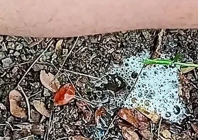 Compilation Pisses Urine by Master David